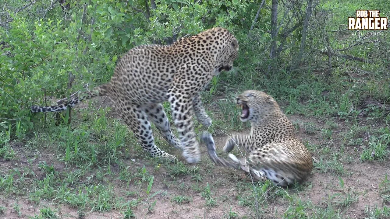 WILDlife: Female Leopard Giving Mixed Signals To A Male