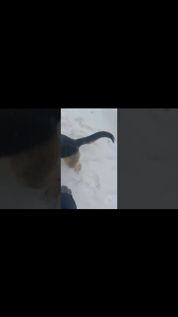 Maple Is So Bossy #shorts