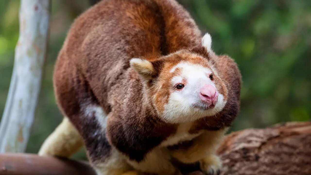 Cangurus Arborícolas: Animais que vivem uma vida toda em cima das árvores