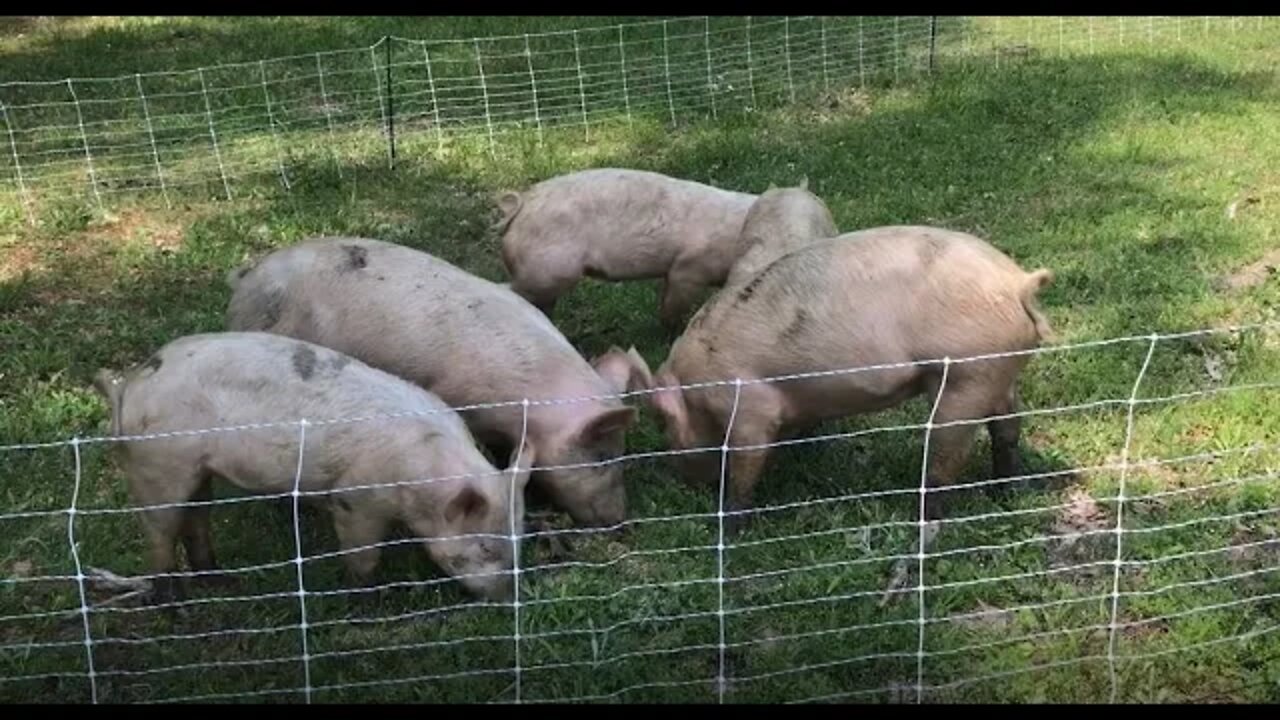 Best Way To Keep Pigs! Pastured Pork