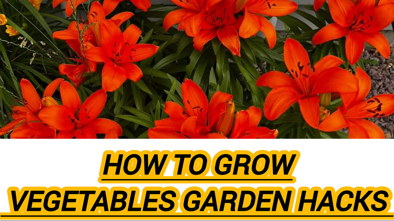 HOW TO MAKE KITCHEN GARDEN TIPS GROWING SEED TIMING GROW