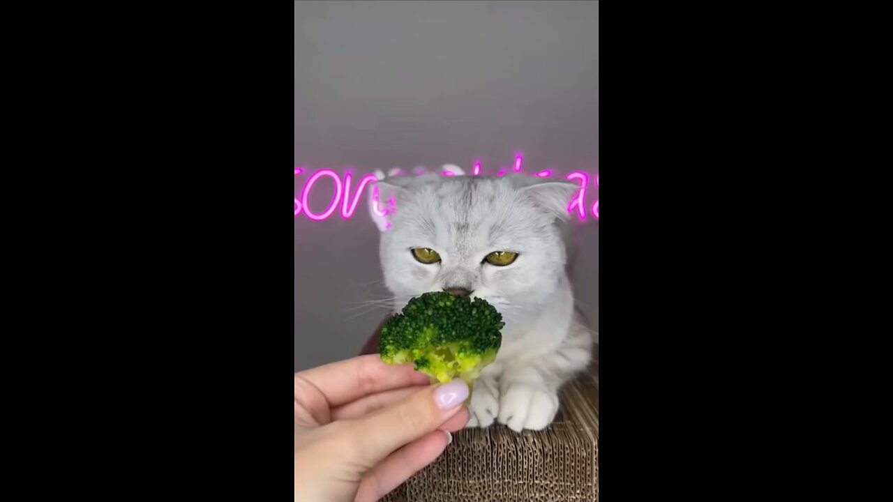 my cat don't like broccoli 🤮 funny videos