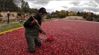 Cranberry harvest season underway in Wisconsin