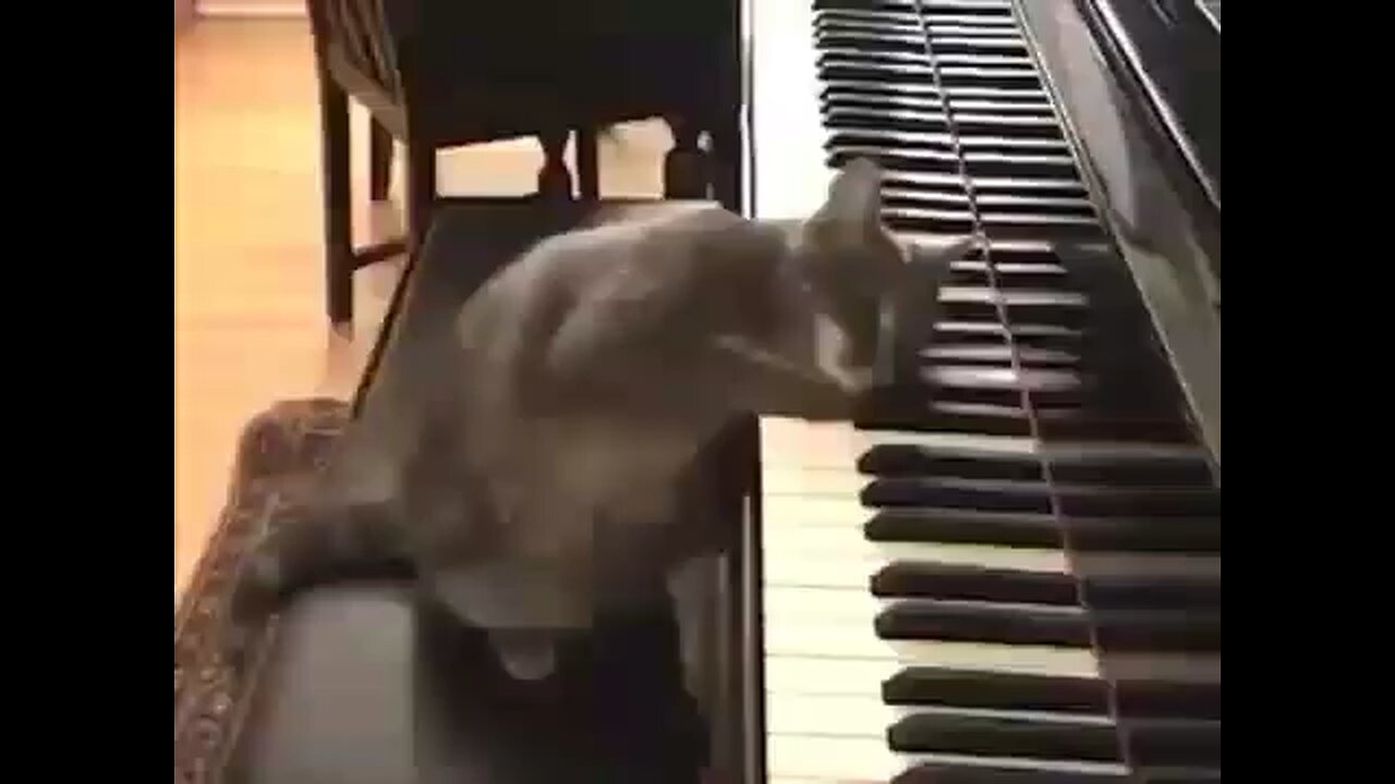 Mozart Cat’s Hilarious Piano Serenade”