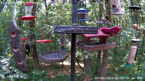 Pileated female feeds young in the distance