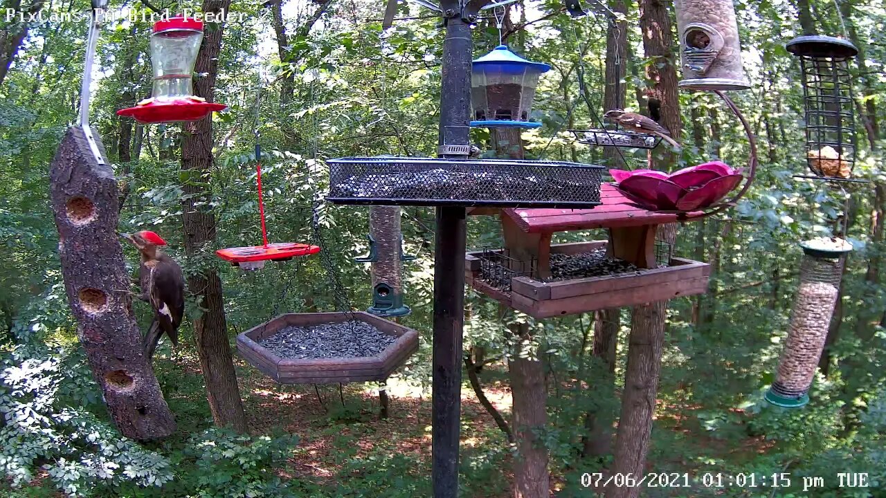 Pileated female feeds young in the distance