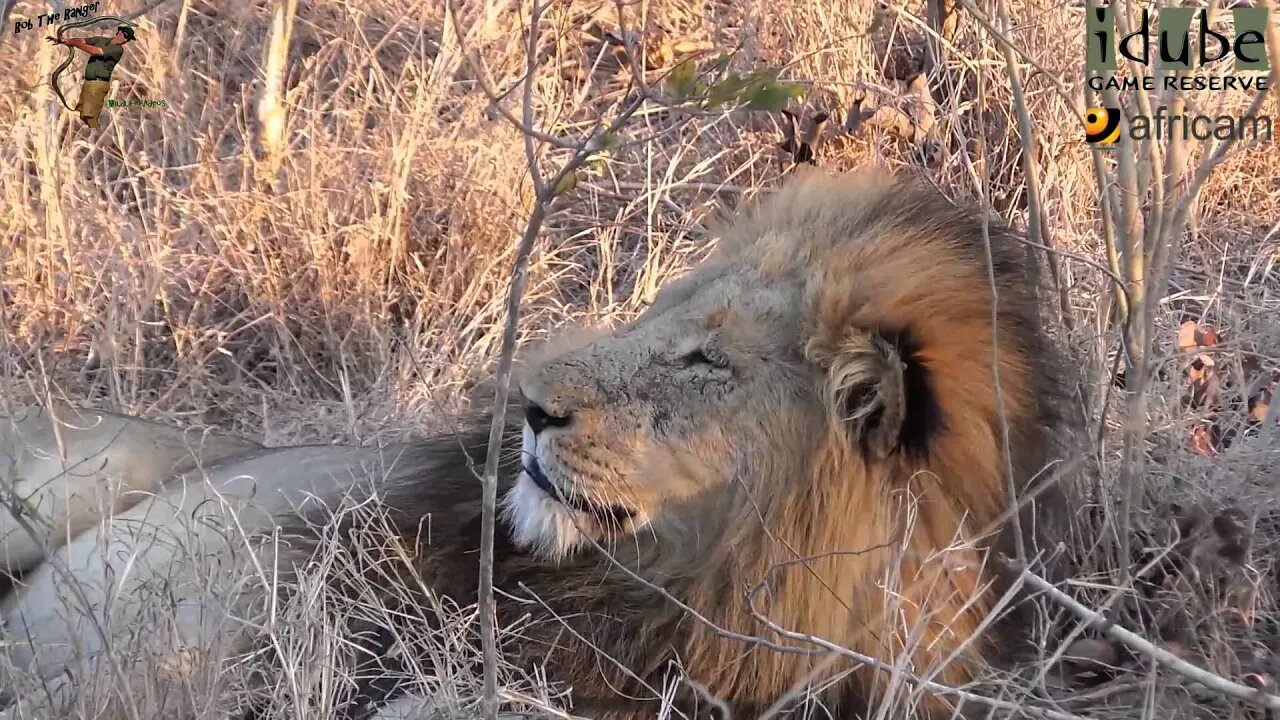 Daughters Of The Mapogo Lions - Rebuilding The Othawa Pride - 62: All Three Lionesses With The Males