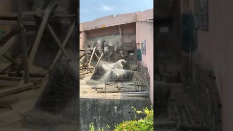 어린이대공원 원숭이