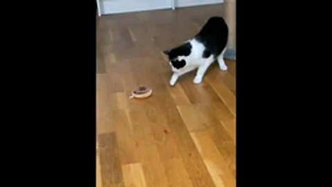 funny animals