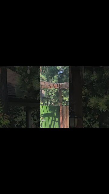 bird food shortage 2