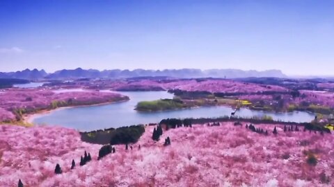 This is probably the largest cherry blossom park in the world