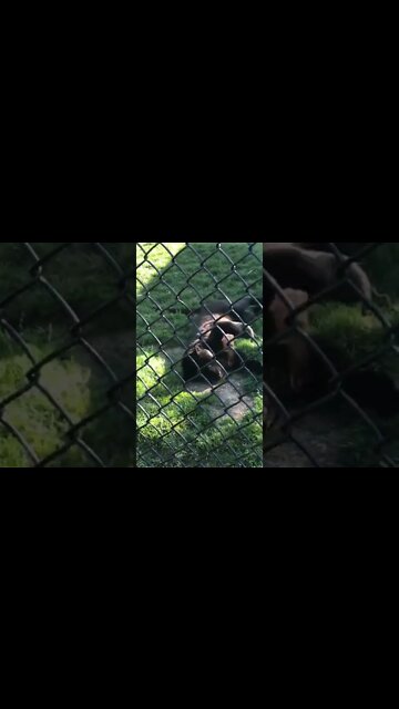 Black Panther rolling over like a kitty