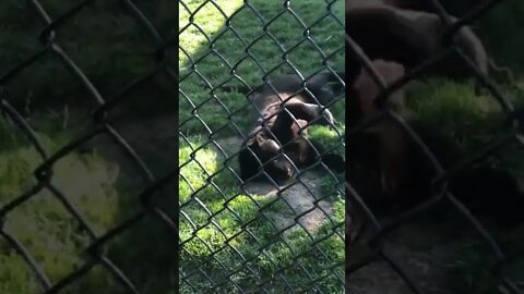 Black Panther rolling over like a kitty