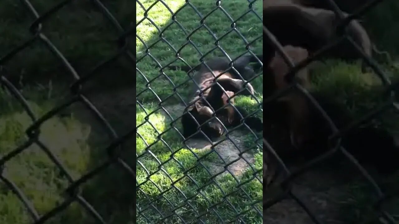 Black Panther rolling over like a kitty