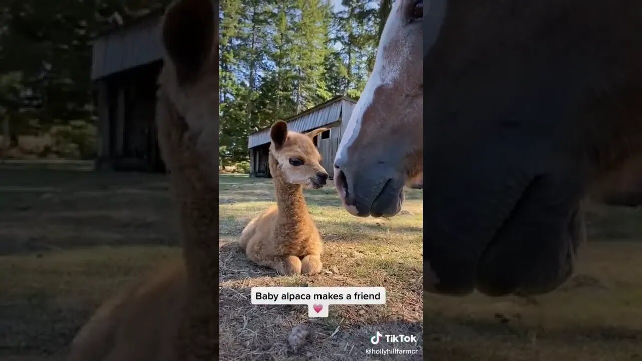 baby alpaca