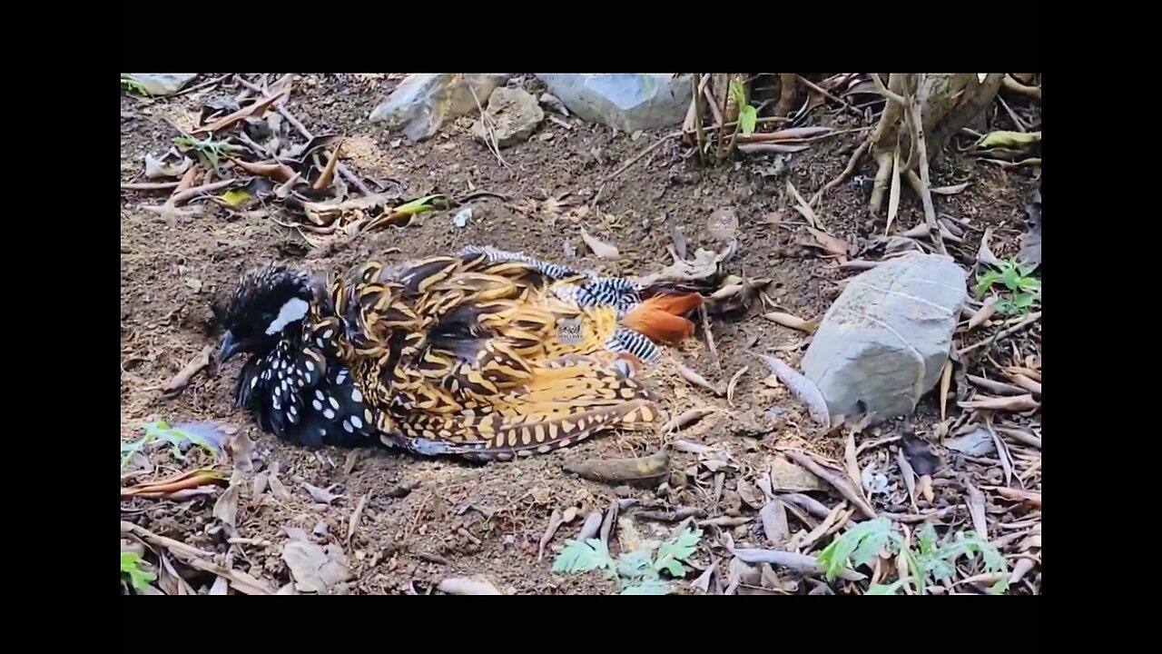 🥰Black partridge in happy mood