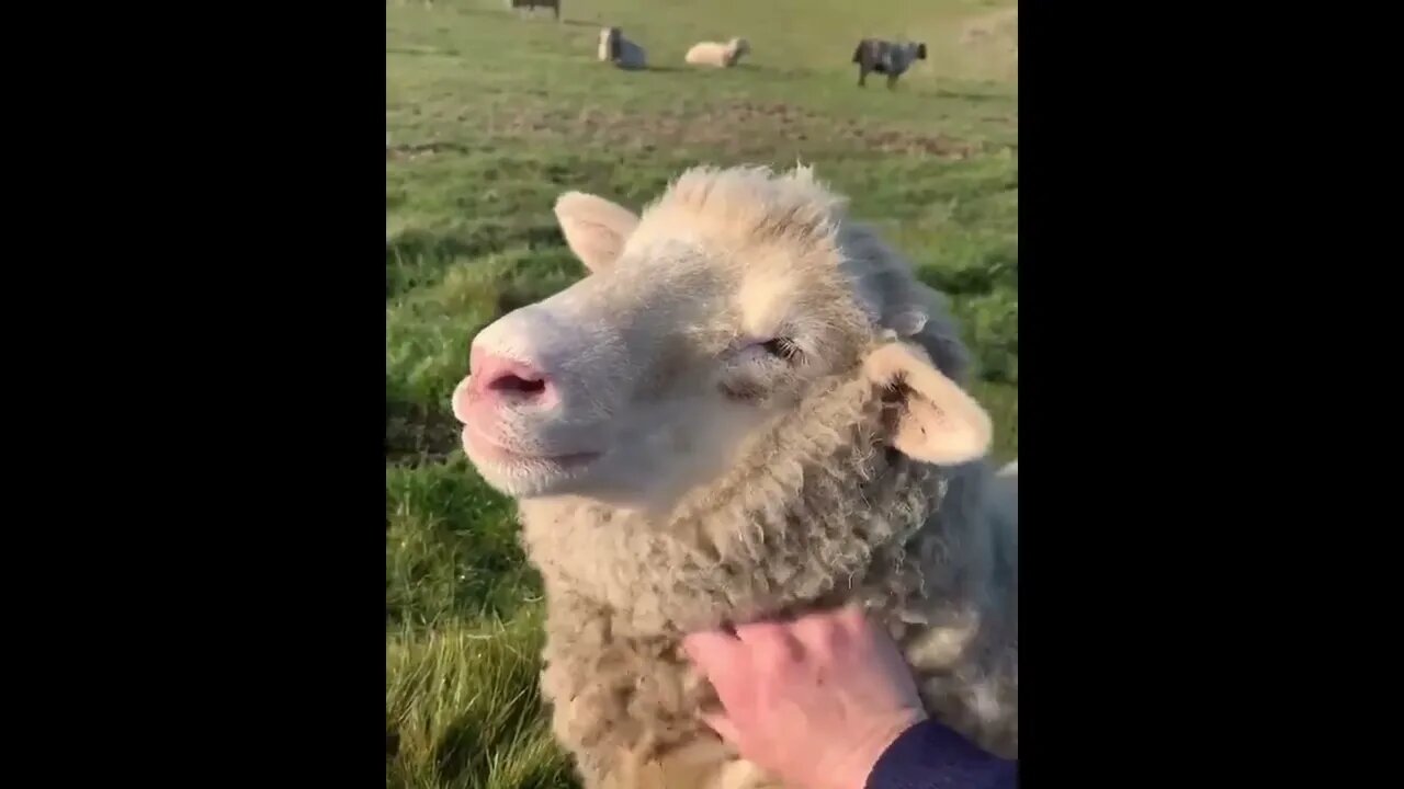 Behavioral and physiological measures confirm that lambs enjoy gentle stroking