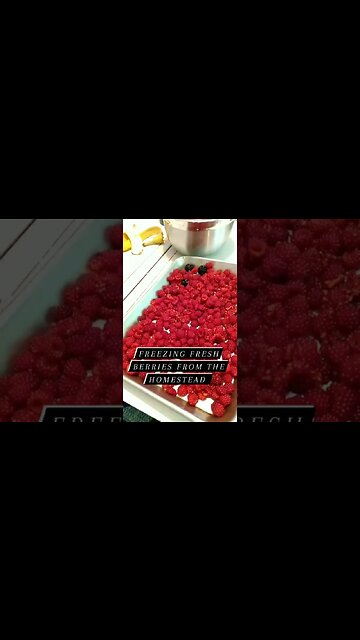 Freezing raspberries from our Homestead
