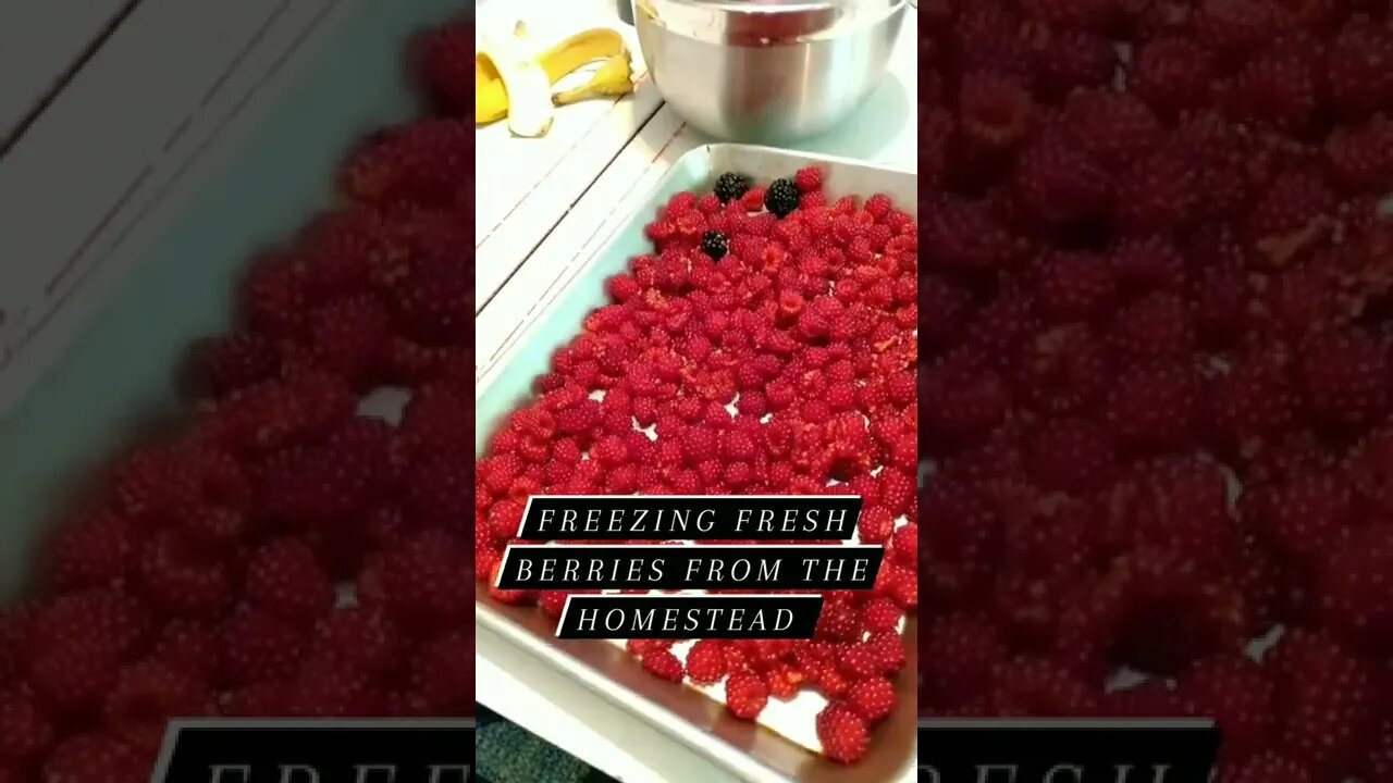 Freezing raspberries from our Homestead