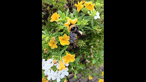 Bumblebee on my yellow flowers