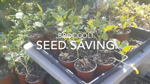 Saving Broccoli Seeds