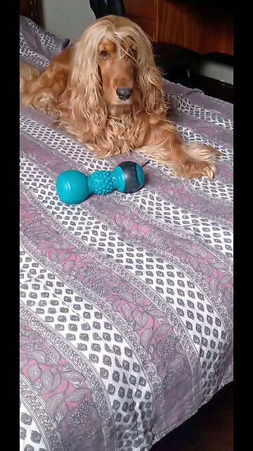 dog, cute, beautiful, animals