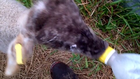 Feeding a baby lamb