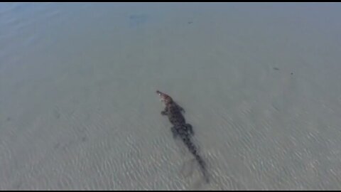 Crocodile fishing videos of the African sea | Top animals video's of the day, | Fish videos |