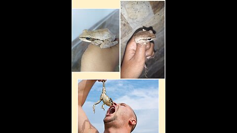 🐸Let's save the frogs🐸