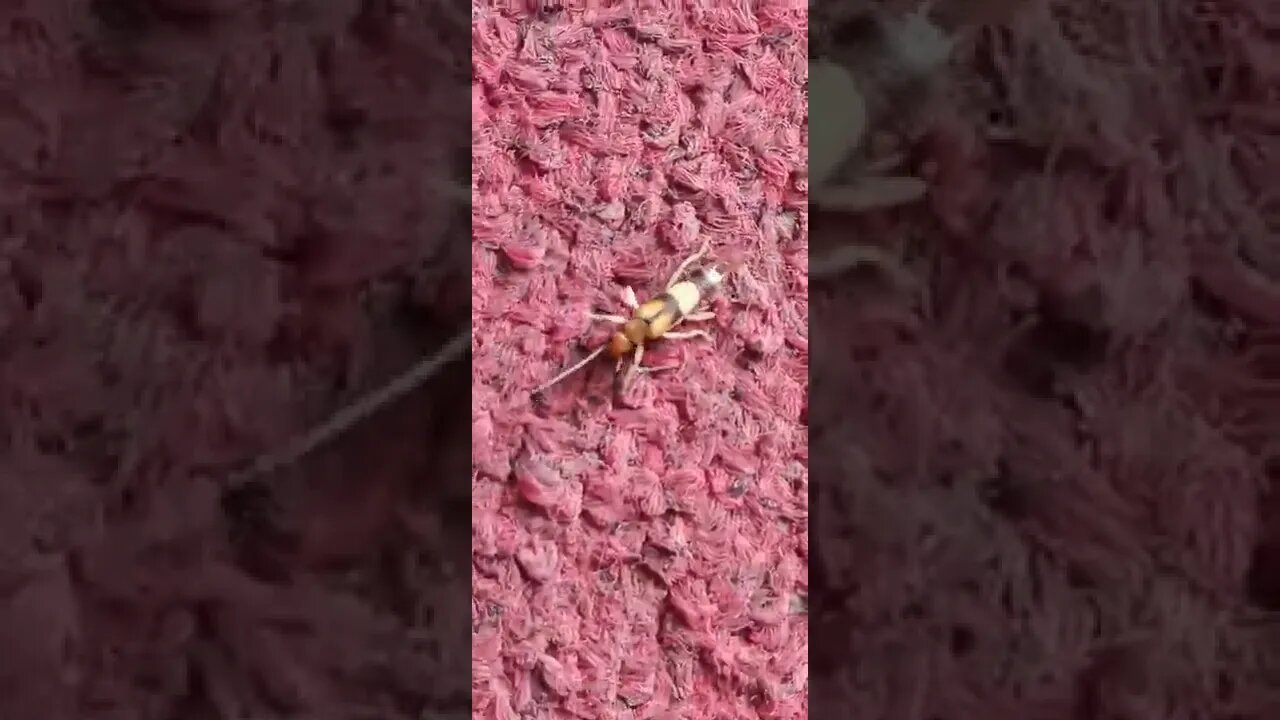 Which animal is this