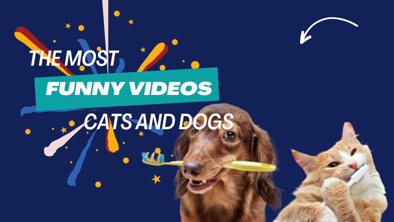 Funny cats and dogs in funny animal videos 2024 🤣 - 😂 Funny Animals: Part 6