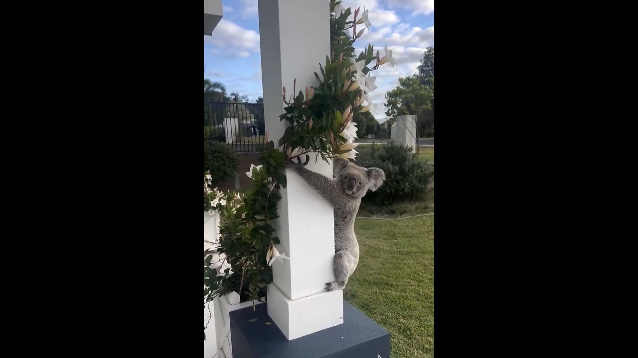 RESCUING AN AUSTRALIAN KOALA🇦🇺🐨🏡 📸AT PRIVATE RESIDENT🏘️🐨💫