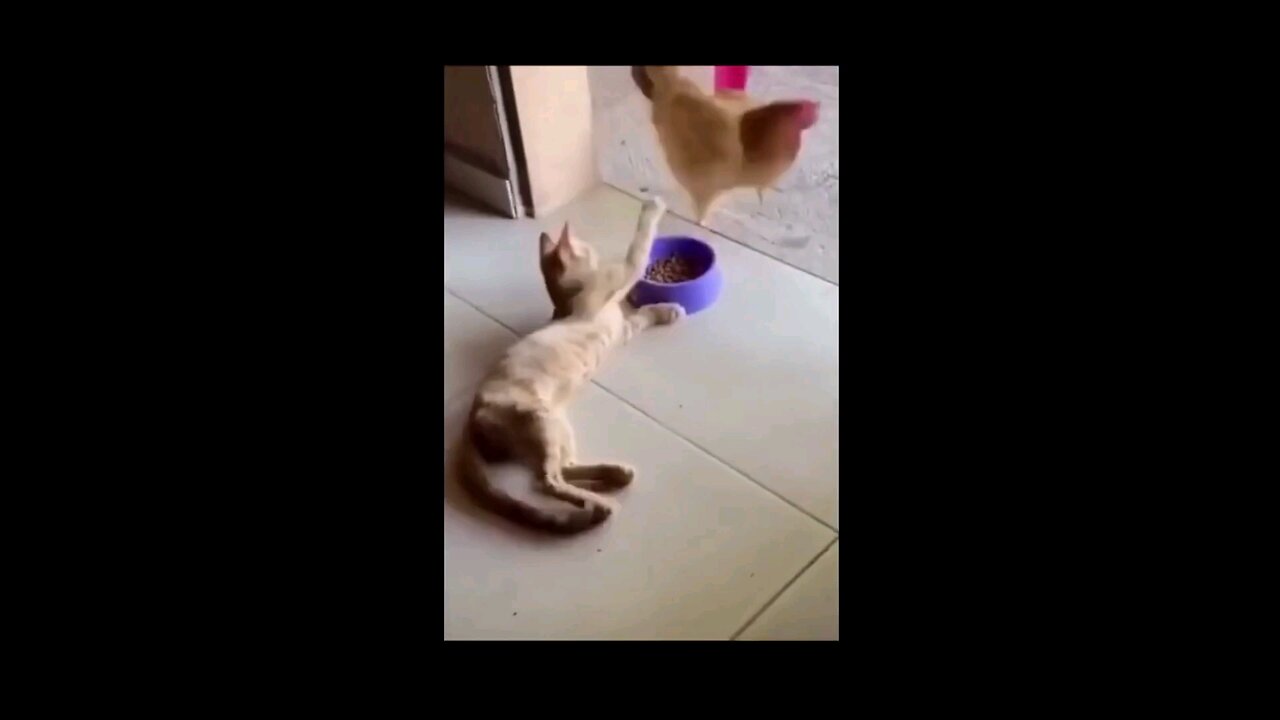 Hilarious... try not to laugh