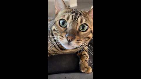 Rufus, you’re under arrest for the destruction of private pawperty 🚔😼