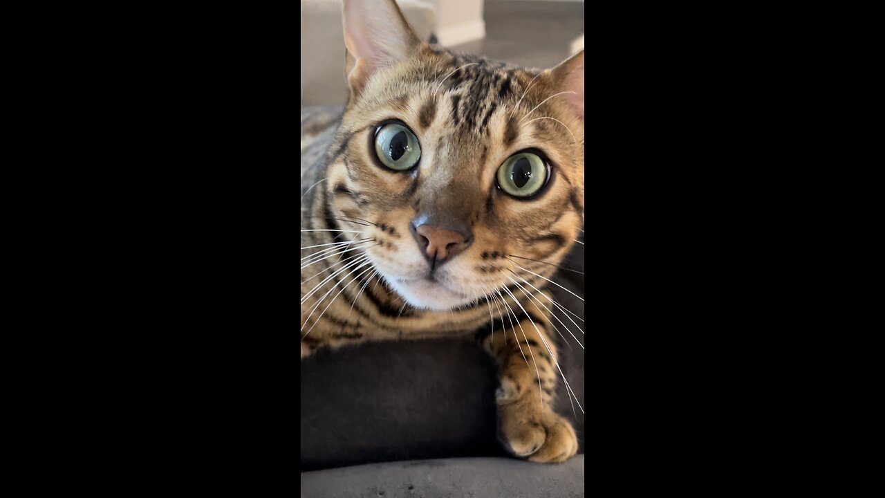 Rufus, you’re under arrest for the destruction of private pawperty 🚔😼