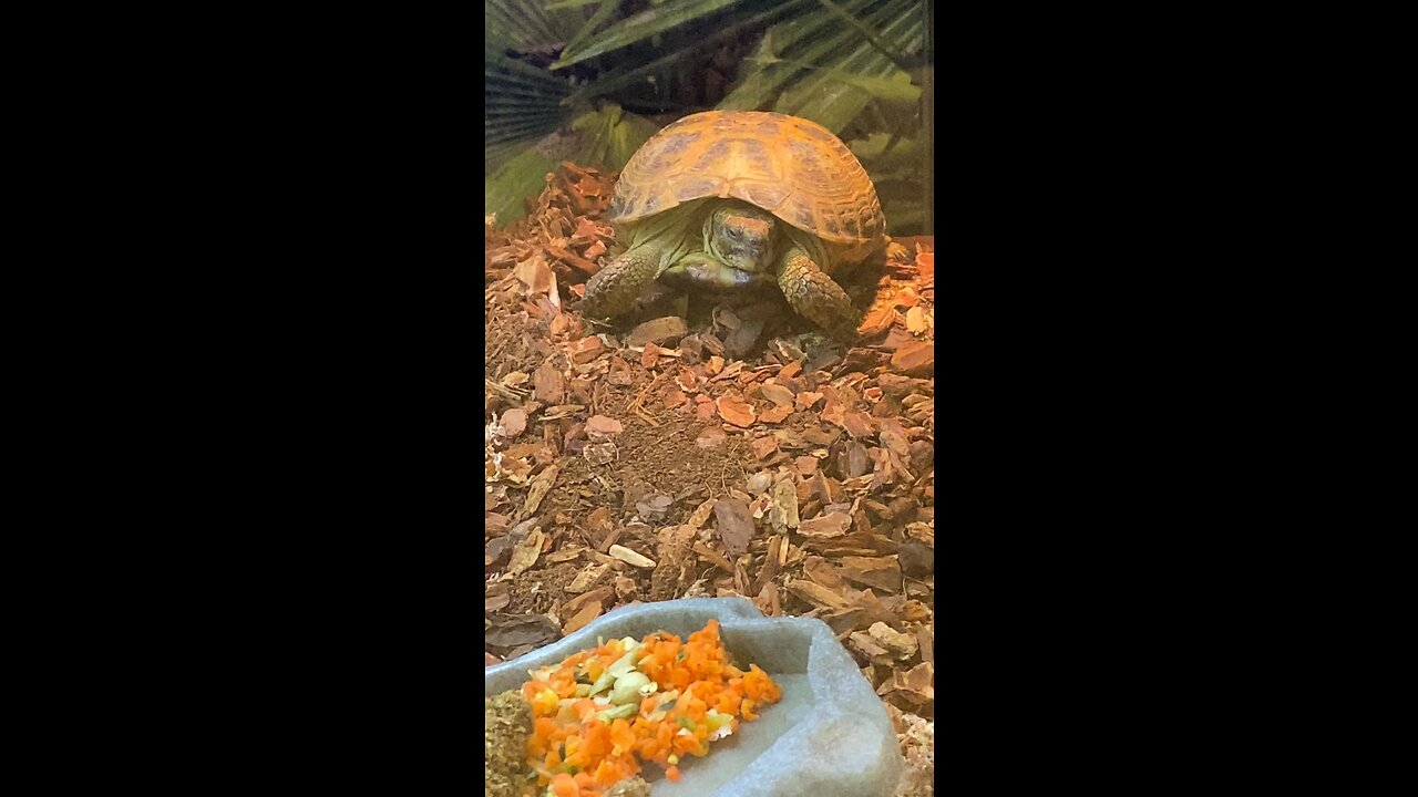 Testudo Tortoise