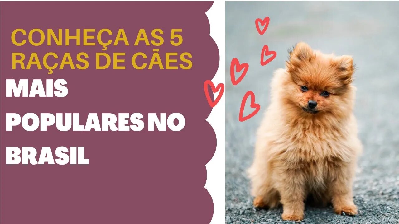 Conheça as 5 raças de cães mais populares no Brasil