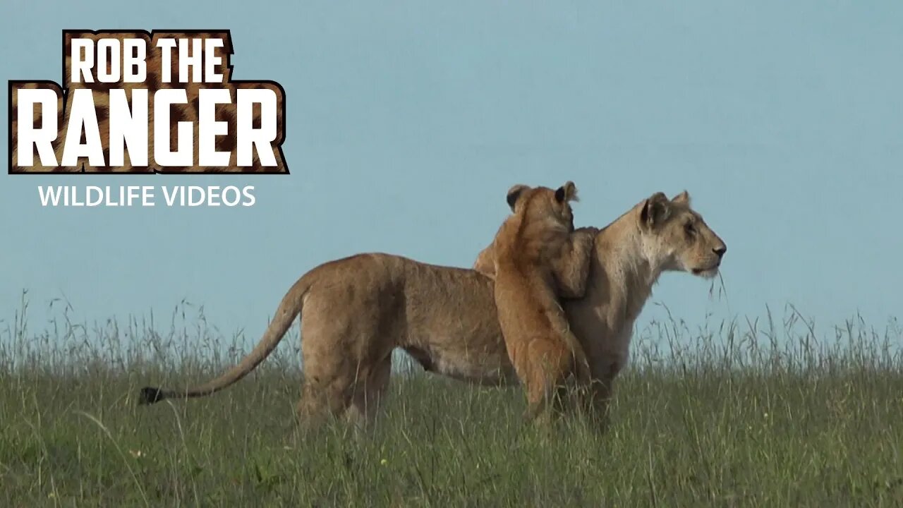 Majestic Lion Family In The Morning | Maasai Mara Safari | Zebra Plains