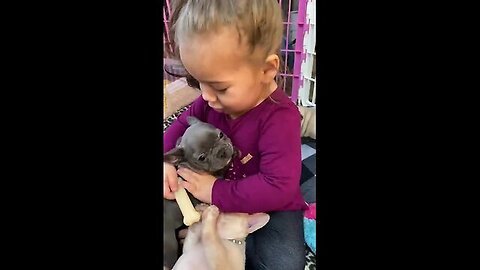 Zaylee gets super excited with the frenchie puppies !! Virall short video !! Funny shots video