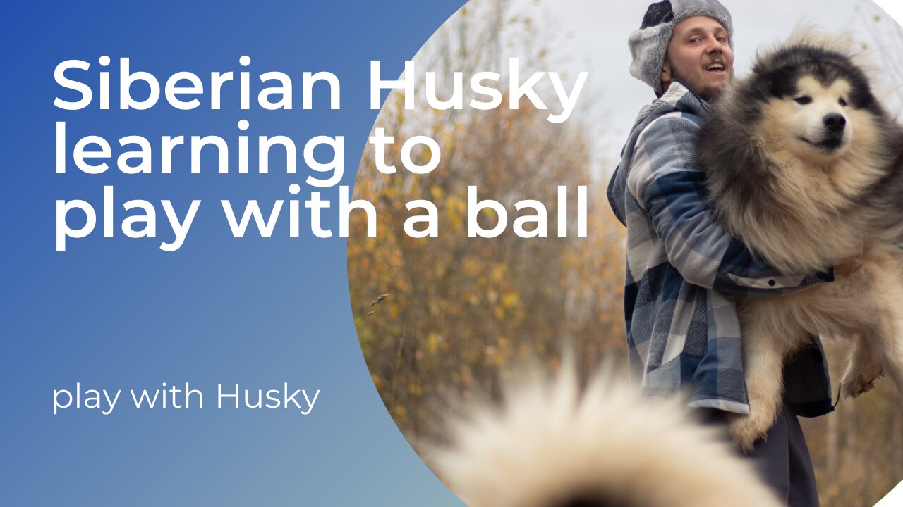 Siberian Husky learning to play with a ball