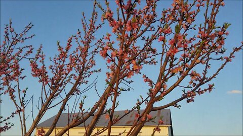 Peaches in Bloom! 4-09-21