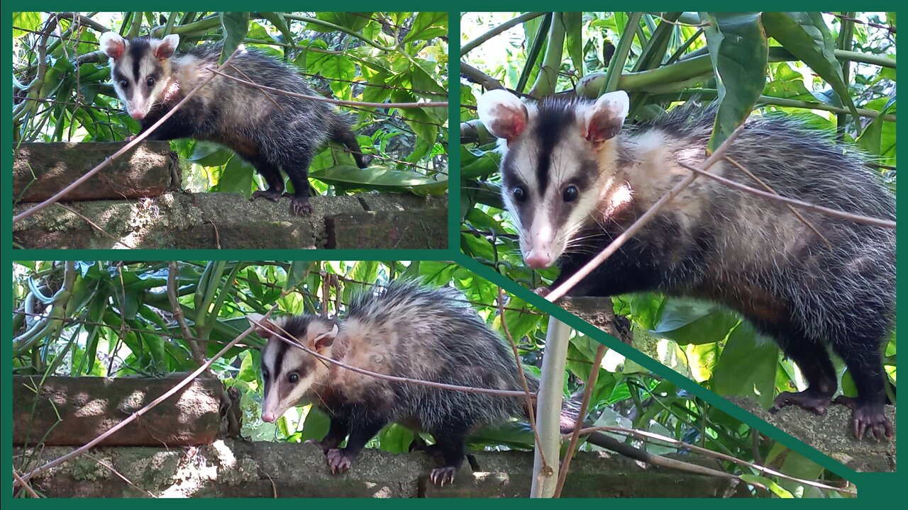 Gambá encontrado em uma casa abandonada que filmei
