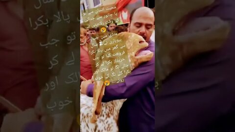 محبت انسان سے ہو یا جانور سے جدائی کے وقت رلادیتی ہے. 😢منڈی میں مالک اور بکرا گلے لگ کے خوب روئے۔۔ 😢