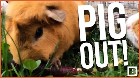 PIGGIN' OUT! GUINEA PIGS SNARF DOWN FRESH VEGGIES AT OREGON ZOO