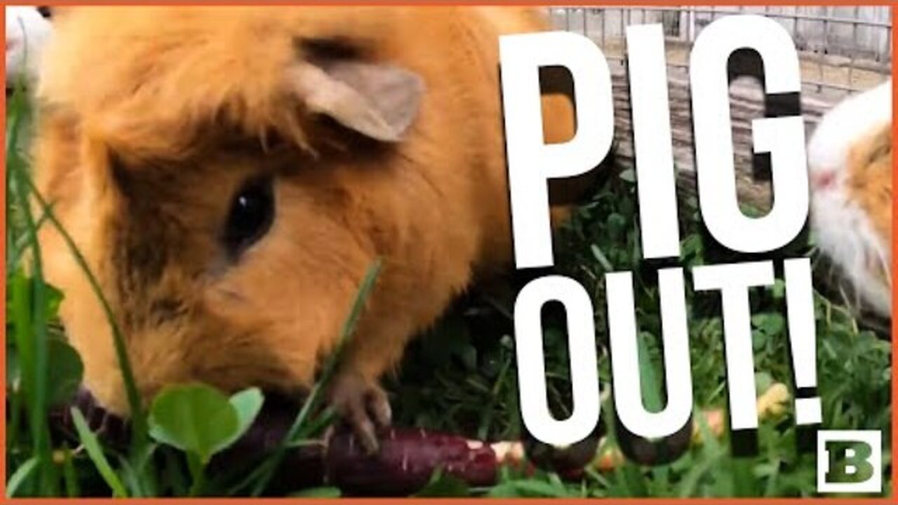 PIGGIN' OUT! GUINEA PIGS SNARF DOWN FRESH VEGGIES AT OREGON ZOO