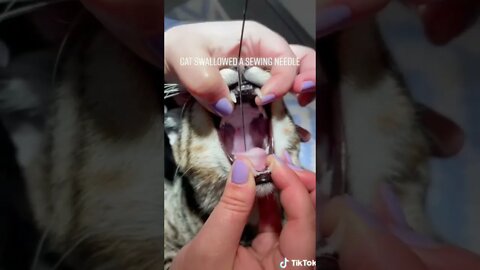 Cat swallowed sewing needle#shorts