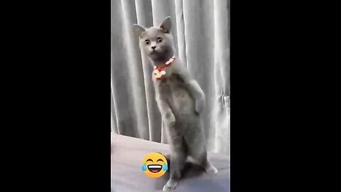 Dog & Cat Supportive Video