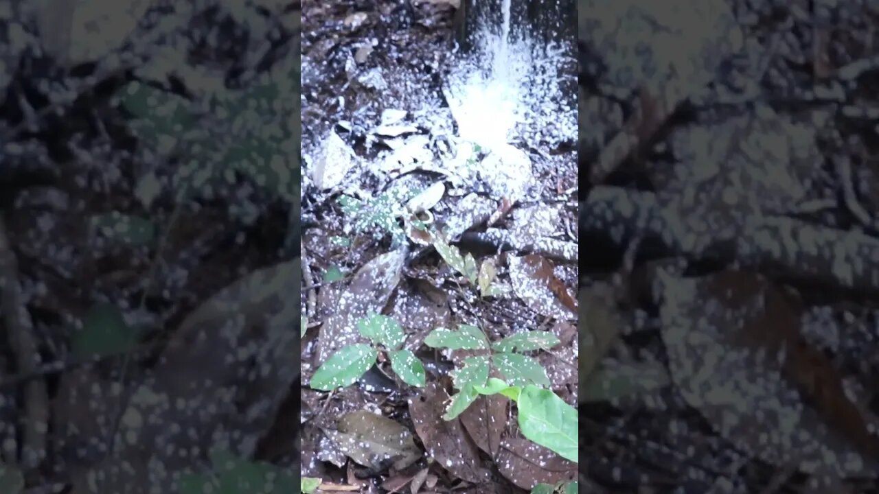 ការខាតបង់ដោយសារកកមុខ