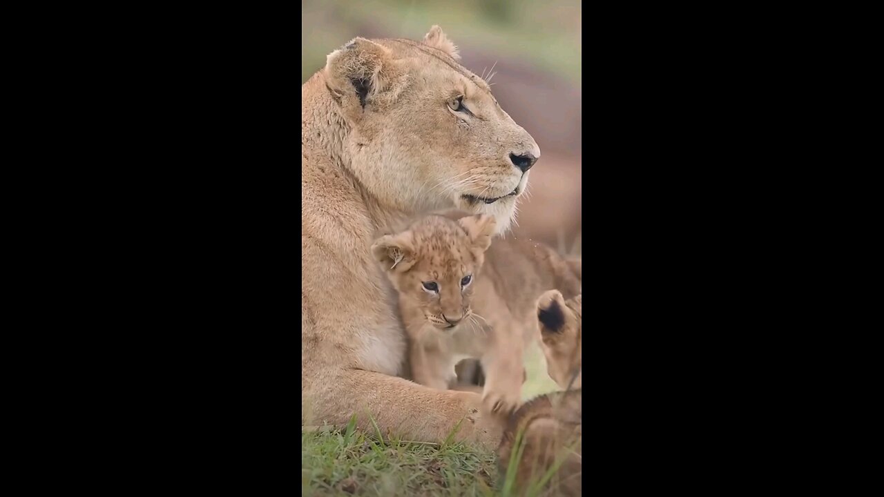 Lion Cub Playing with family