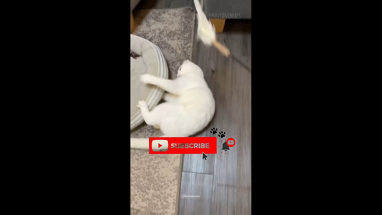 funny animals🐕😺😺🐈🤣🤣🤣